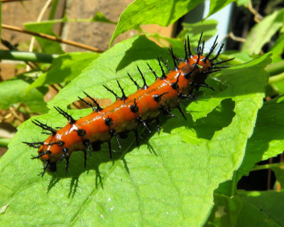 02 - Gulf Fritillary caterpillar - IMG_5586 
