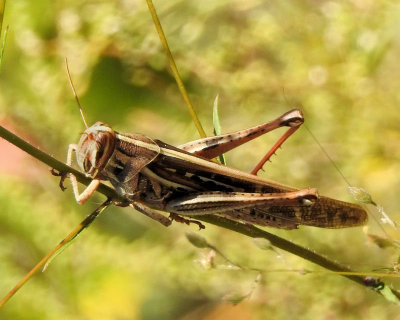 Grasshopper - DSCN2670 