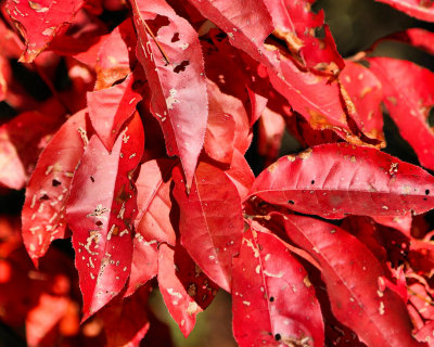 Red leaves - IMG_3048 