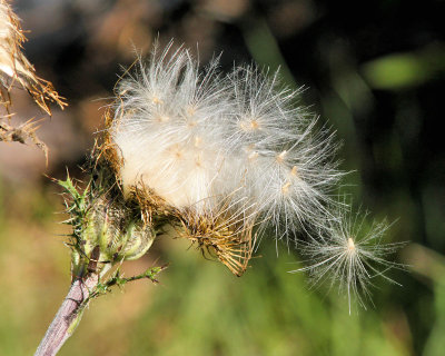 photos_of_interest_oct_2015_and_beyond