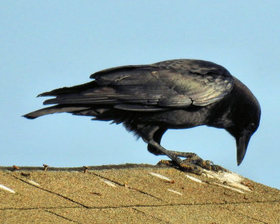 Crow - DSCN3251 