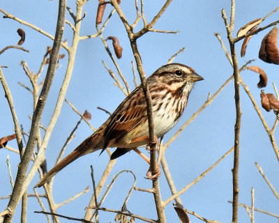 Bird - DSCN3244