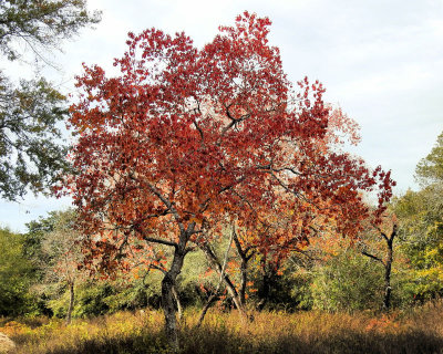 Red tree - DSCN3232