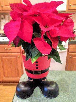 Poinsettia - IMG_0003
