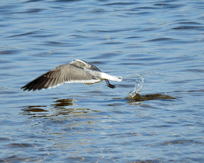 071 - take off - DSCN3433