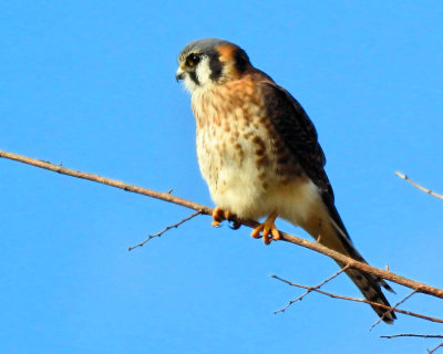 Kestrel - DSCN3556