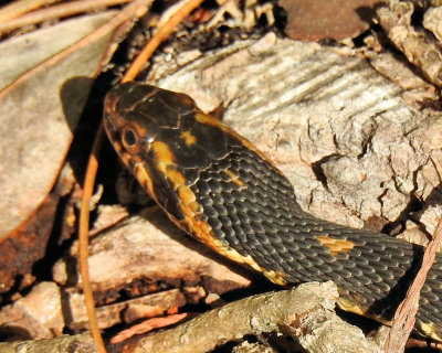 Snake - DSCN3566