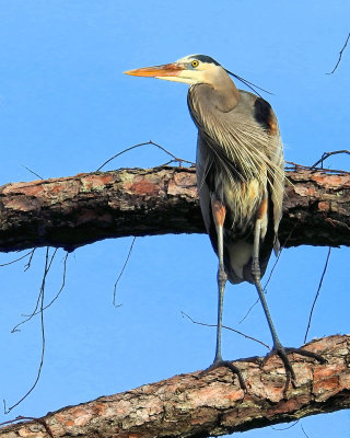 Great Blue Heron - DSCN3547