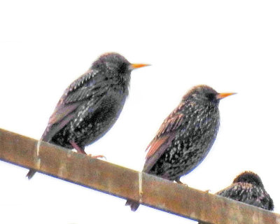 Starling? - DSCN3569