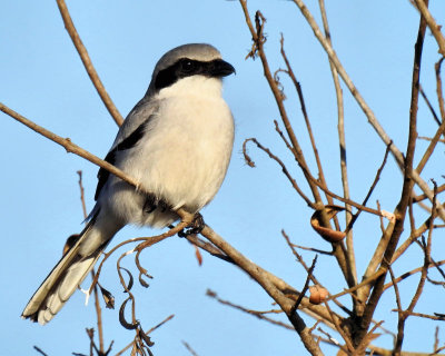 Loggerhead Shrike - DSCN3655