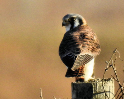 American Kestrel - DSCN3644