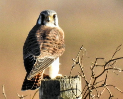 American Kestrel - DSCN3643
