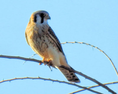 American Kestrel - DSCN3635