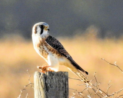 American Kestrel - DSCN3631