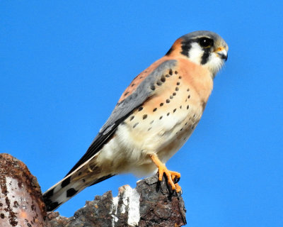 American Kestrel - DSCN3786