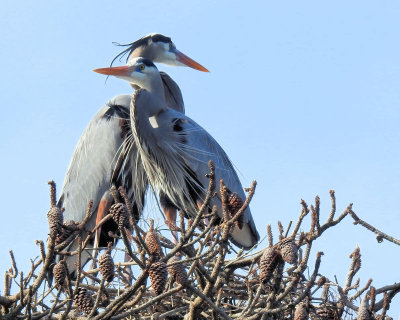 Nesting Herons - DSCN3795