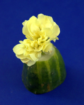 Yellow flower - IMG_4243