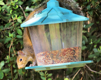 Large bird on feeder - IMG_6112
