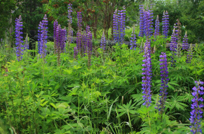 Lupines