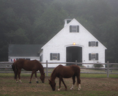 Foggy Morning At The Stables
