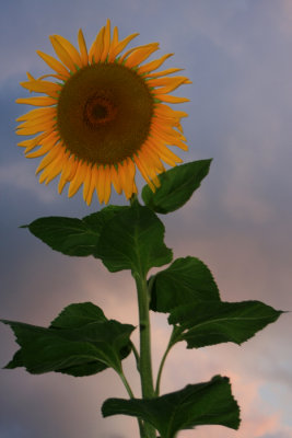 Sunflower Field.jpg