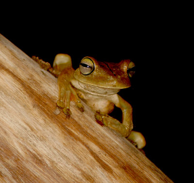 Costa Rican Frog.jpg