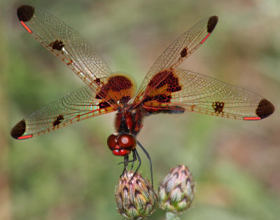 Calico Pennant