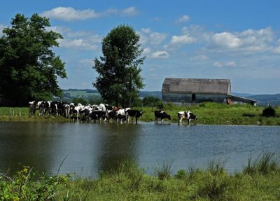Cows Wading