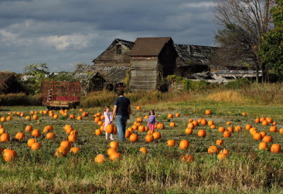 Pumpkin  Picking