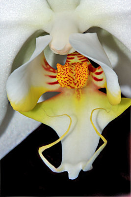 Just An Orchid.jpg