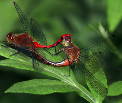 Janes Meadowhawk's Mating