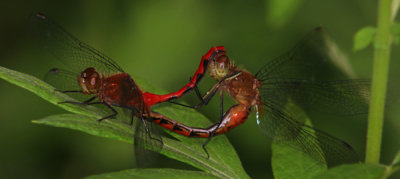 Janes Meadowhawk's Mating