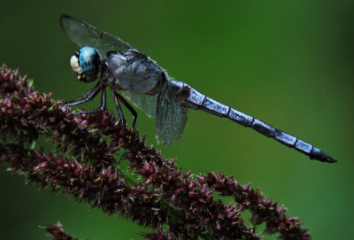 Great Blue Skimmer Male