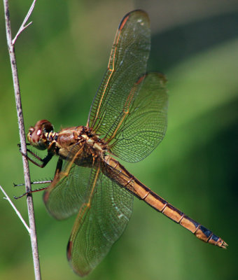 Needham's Skimmer Female