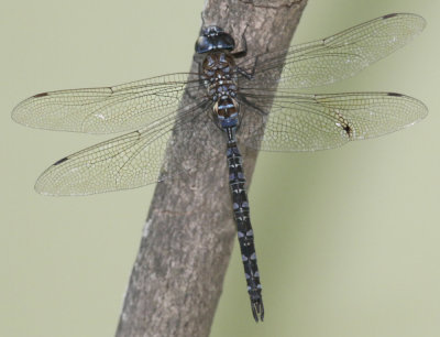 Spatterdock Darner