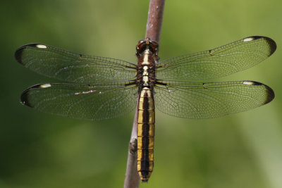 Spangled Skimmer