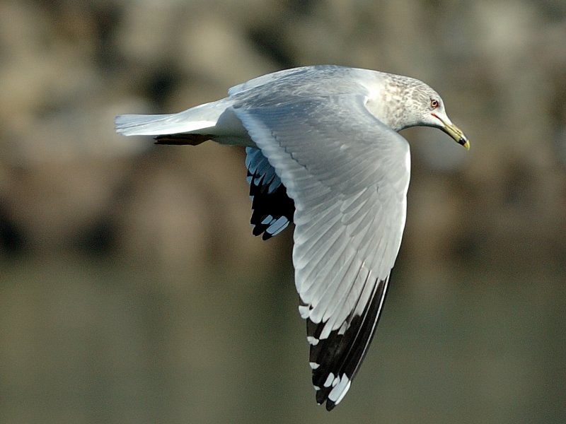 Ring-billed Gull