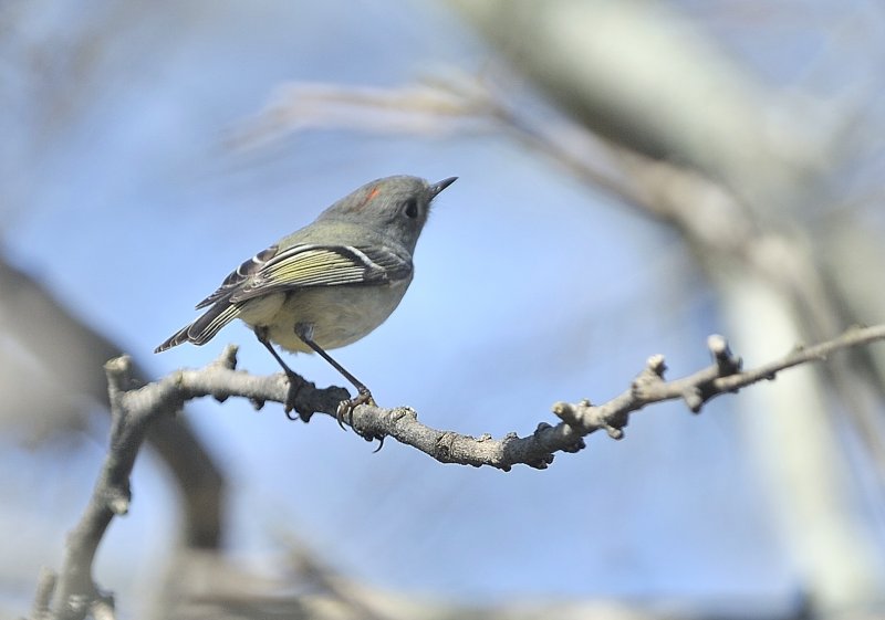 Ruby-crowned Kinglet (Male)