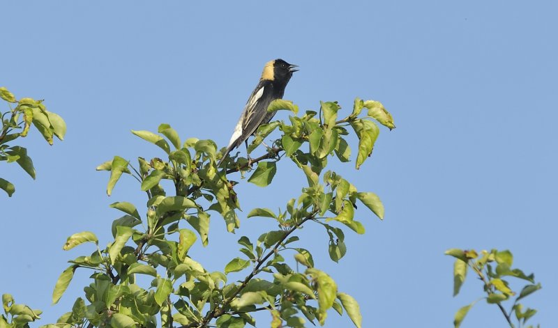 Bobolink (Male in breeding plumage)