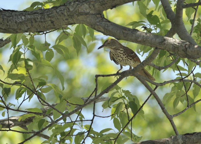 Brown Thrasher