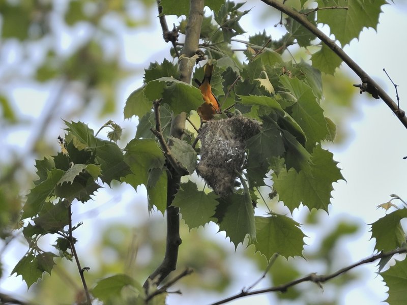 Baltimore Oriole (Male)