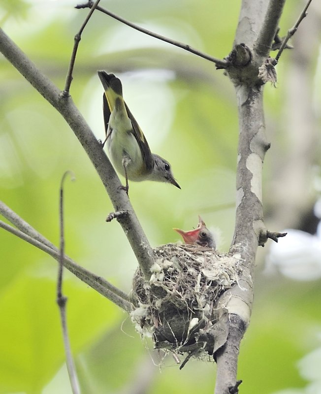 American Redstart Warbler (Female)