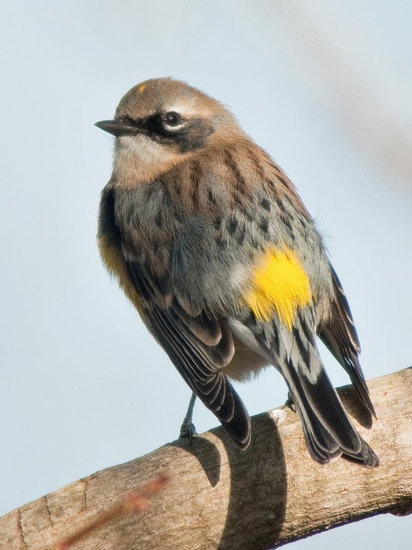 Northern Virginias Winter Warbler