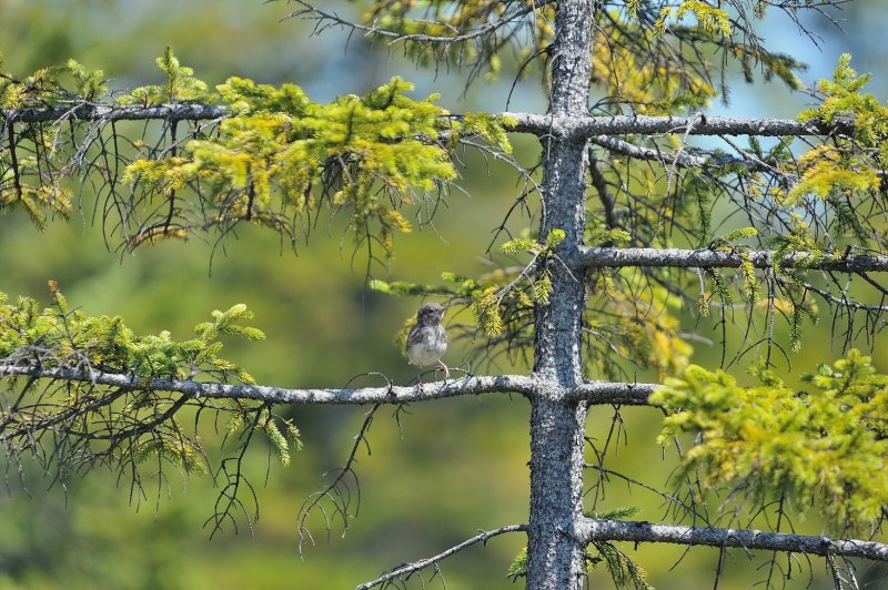 Dark-eyed Junco (Immature)