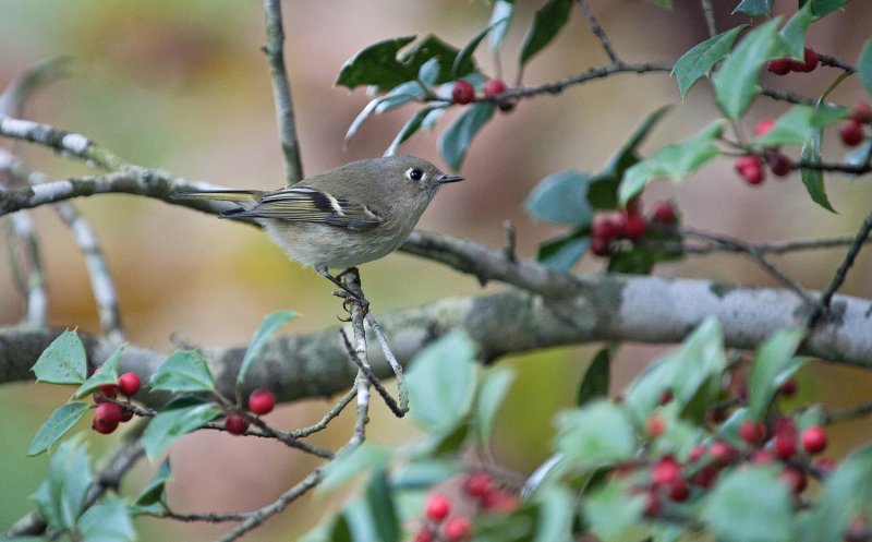 Ruby-crowned Kinglet