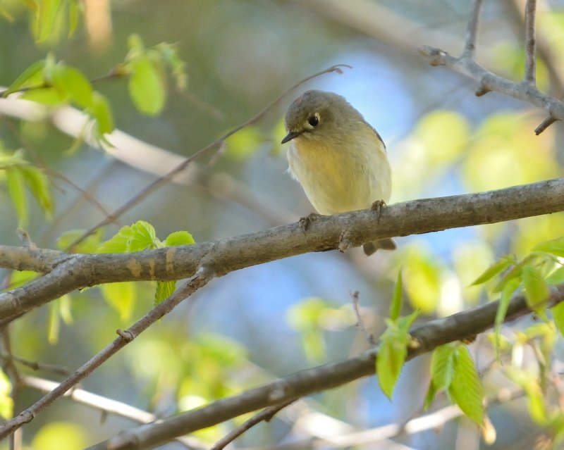 Ruby-crowned Kinglet (Male)