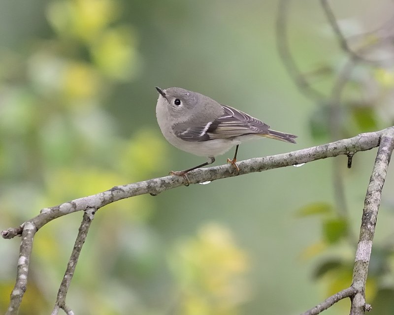 Ruby-crowned Kinglet