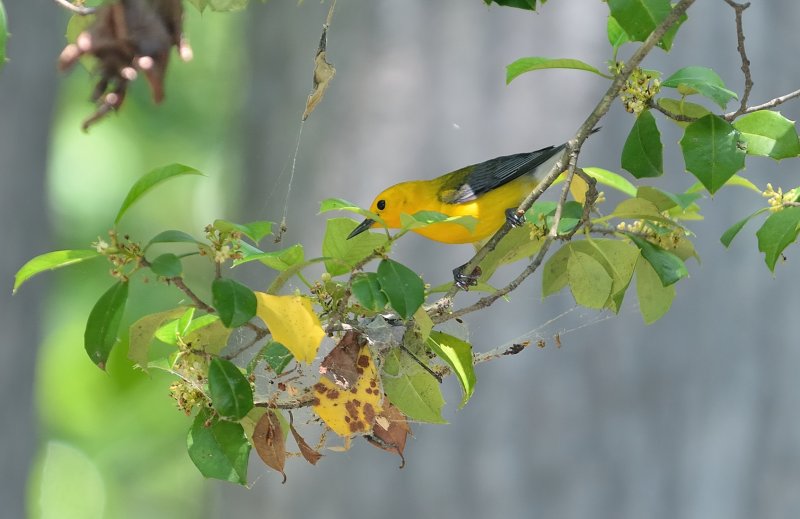 Prothonotary Warbler