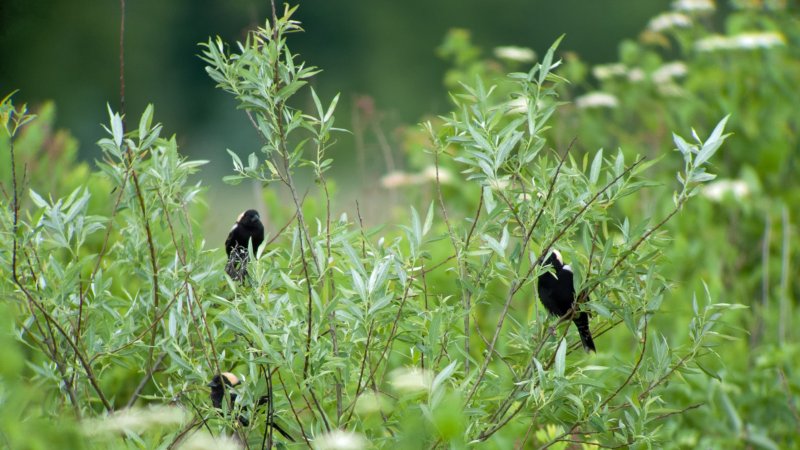 Bobolinks (Males in Spring Breeding Plumage)