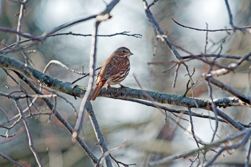 Fox Sparrow